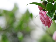 春を告げる花々１０（乙女椿）