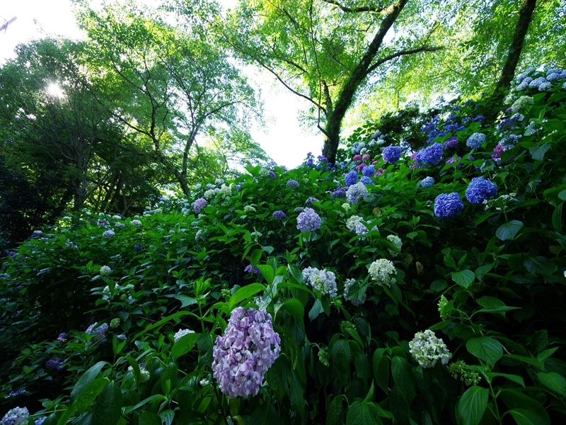 あじさい寺（矢田寺）