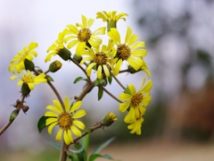 ツワブキの黄色い花