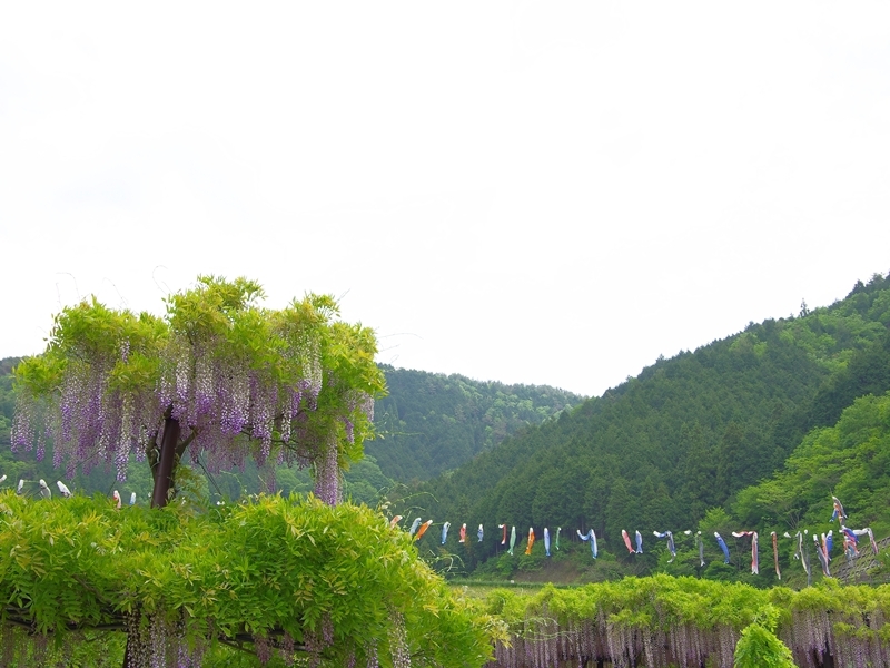 大町藤公園の藤２