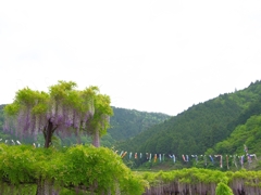 大町藤公園の藤２