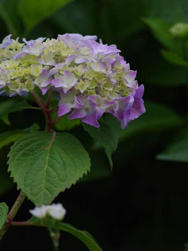 紫陽花（アジサイ）２