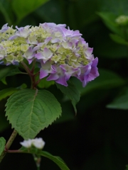 紫陽花（アジサイ）２