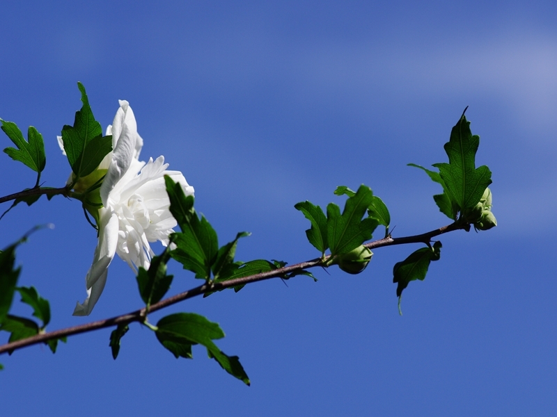 木槿（ムクゲ）２