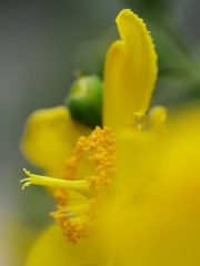 夏の花２（キンシバイ）