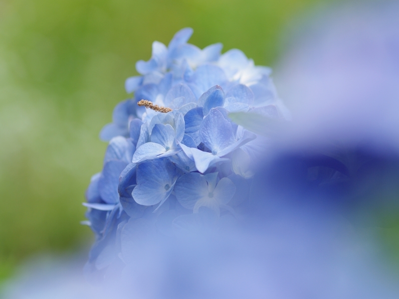 紫陽花（アジサイ）１３