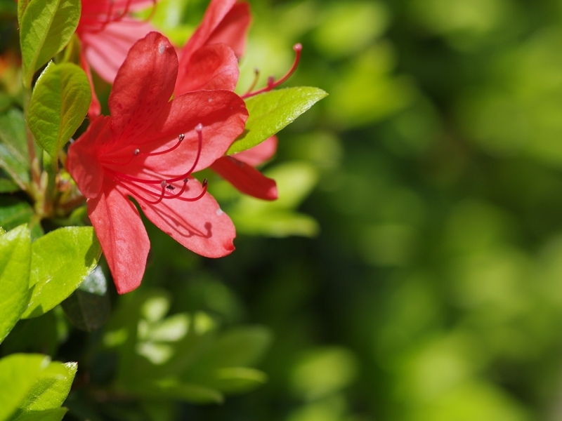 霧島躑躅（キリシマツツジ）