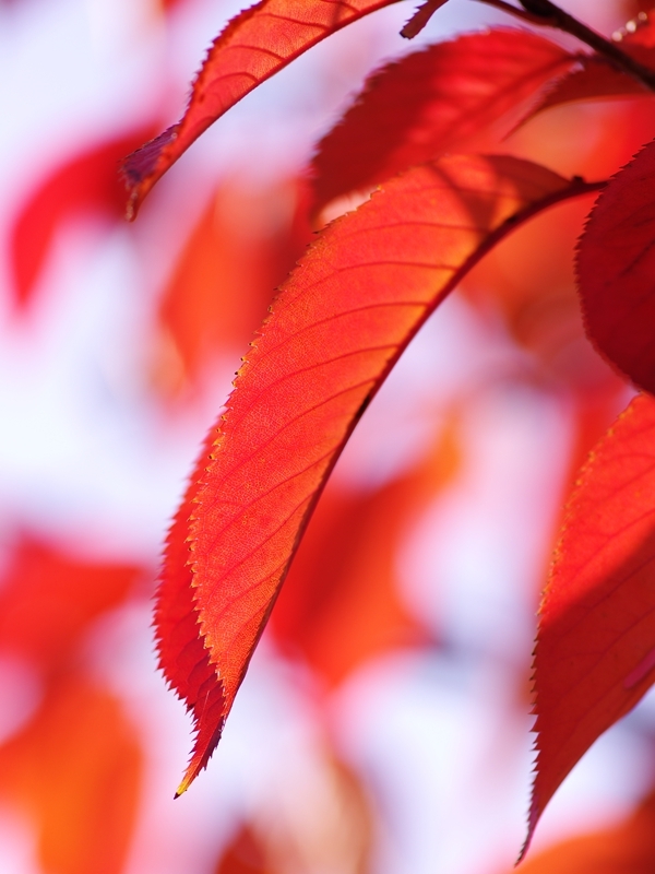 紅葉桜（サクラ）一葉２