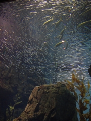 大阪海遊館イワシの大群