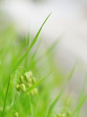 小判草（コバンソウ）