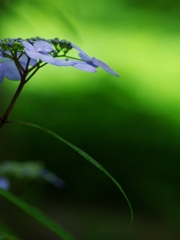 紫陽花は雨が似合う９