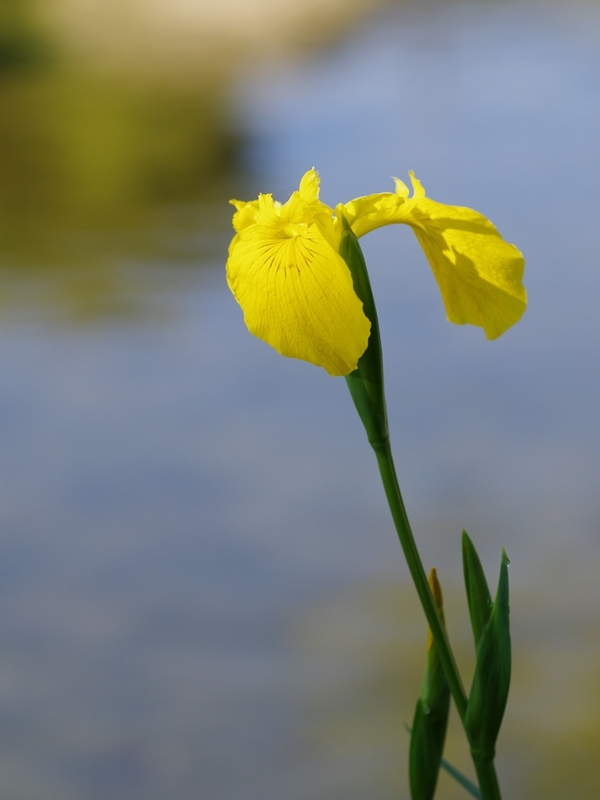 黄菖蒲（キショウブ）１