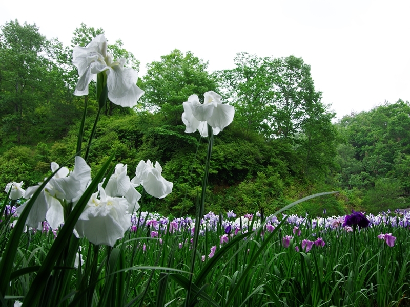 播州山崎花菖蒲園１
