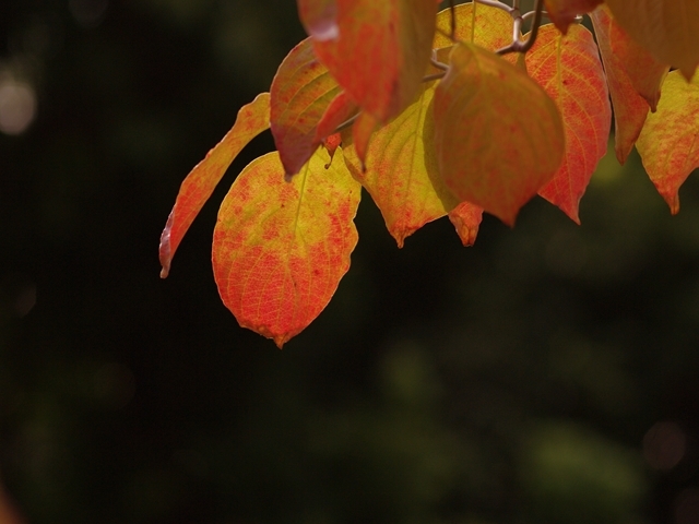 紅葉１