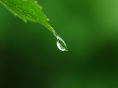 梅雨の雫（シズク）