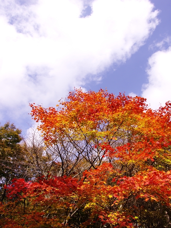 六甲高山植物園の紅葉１
