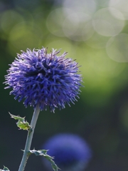 瑠璃玉薊（ルリタマアザミ）