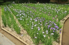 花菖蒲3