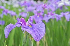花菖蒲1