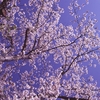 桜　～青空へ～