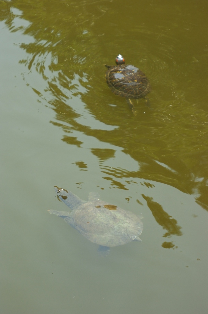 スッポンとカメ