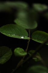 あいにくの雨