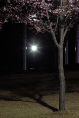 夜桜　２