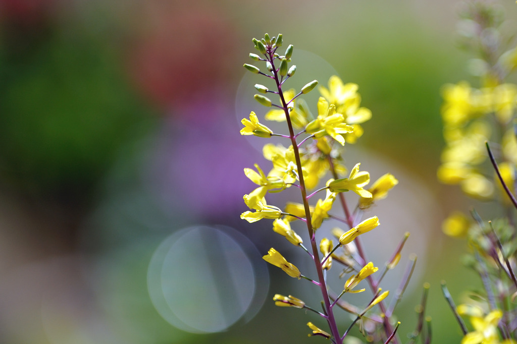 庭の菜の花