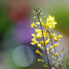 庭の菜の花
