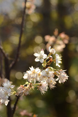 桜　がんばれ