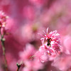 花桃
