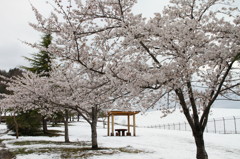 桜と雪景色