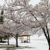 桜と雪景色