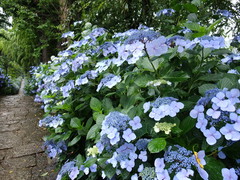 あじさい寺