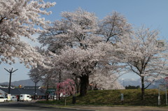 道の駅の桜