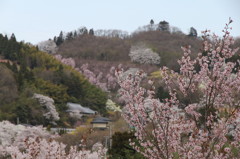 花見山