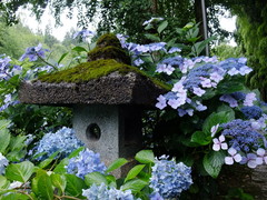 あじさい寺