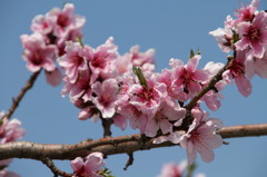 桃の花