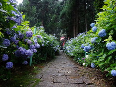 あじさい寺