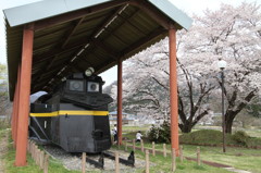 除雪車と桜