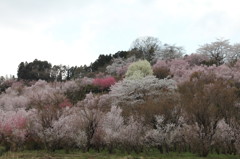 花見山