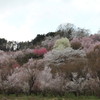 花見山