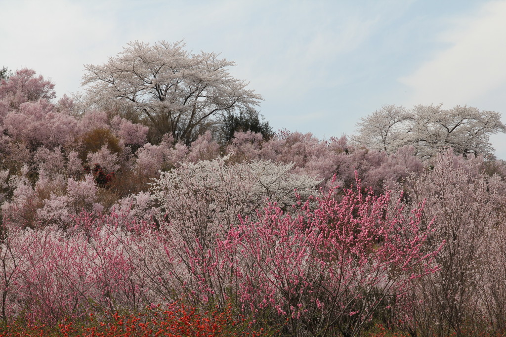 花見山
