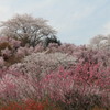 花見山
