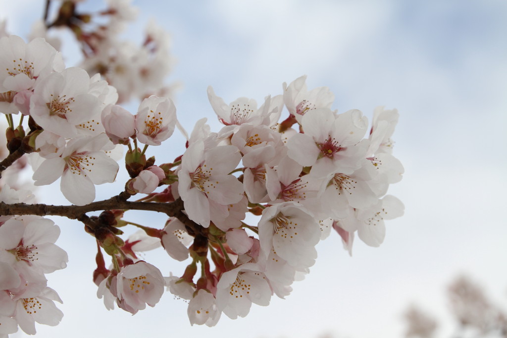 桜