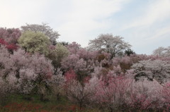 花見山