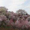 花見山