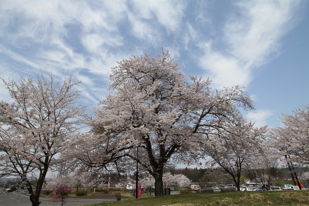 道の駅の桜２