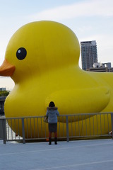 お友達とあひる