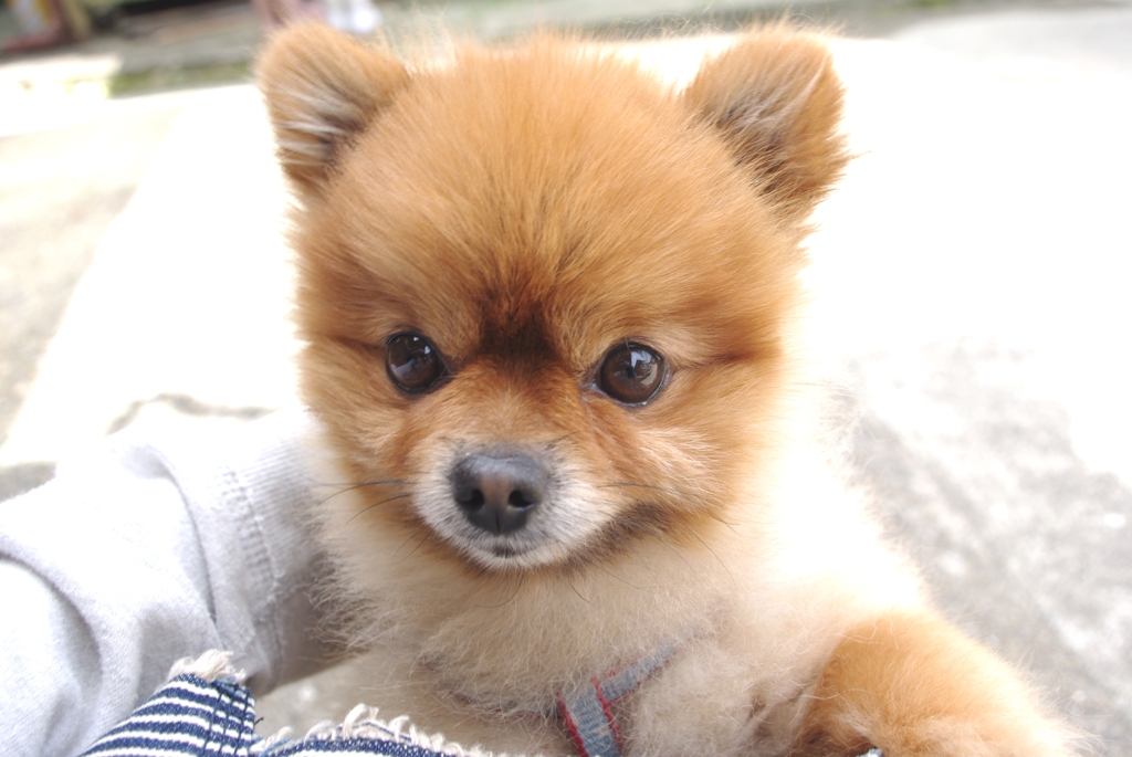 ばぁちゃんちのジョン君